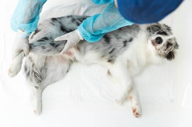 Стерилизация собак — все за и против