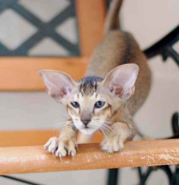 Питомника ориентальных и сиамских кошек hathor отзывы - разное - первый независимый сайт отзывов россии