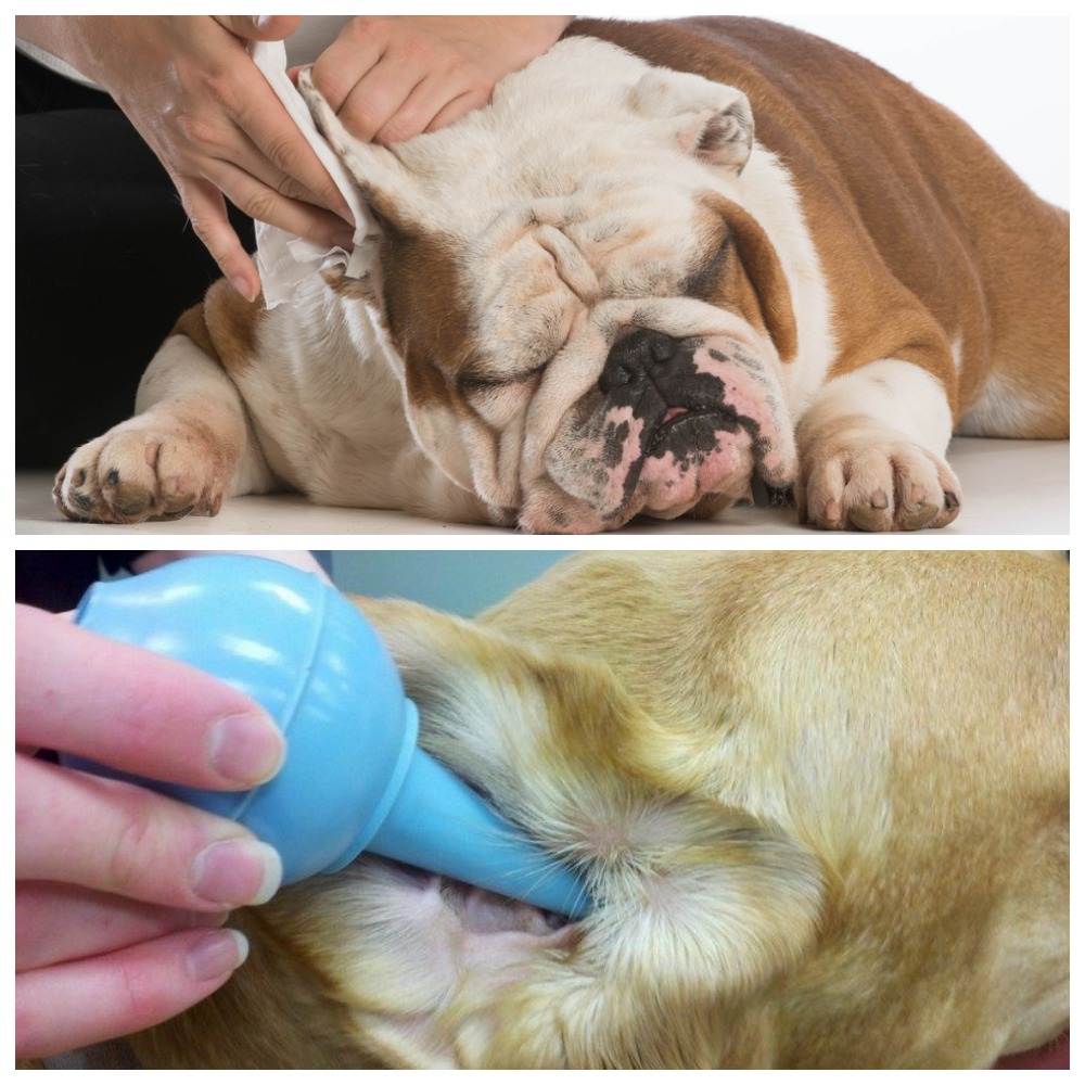 Ушной клещ у собак: симптомы и лечение в домашних условиях