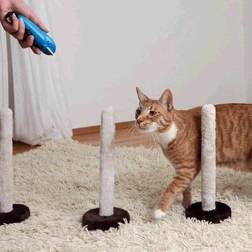 Дрессировка кошек и котов в домашних условиях