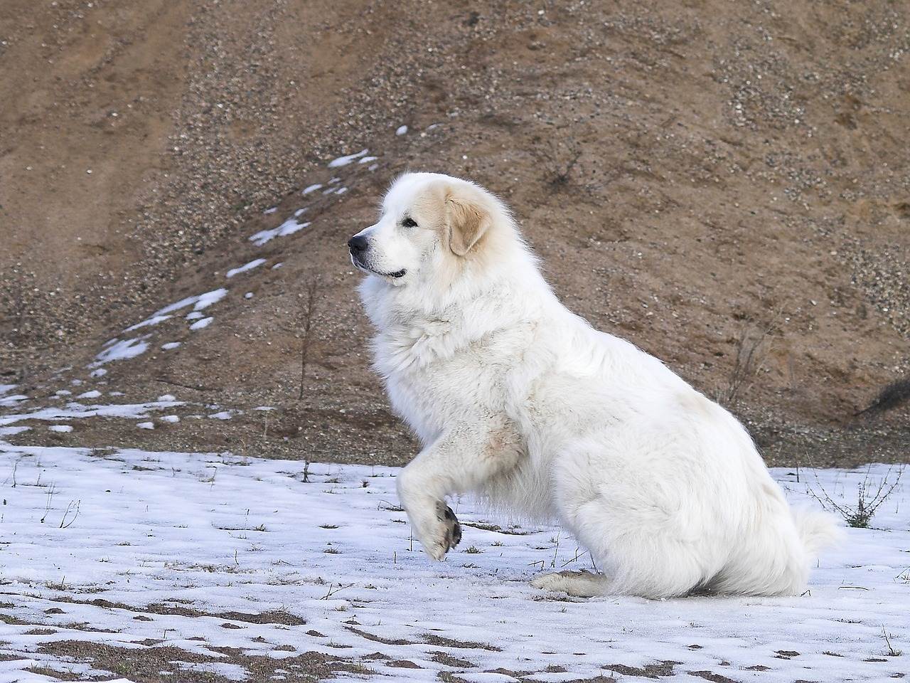 Пиренейская горная собака – придворная собака франции | ваши питомцы