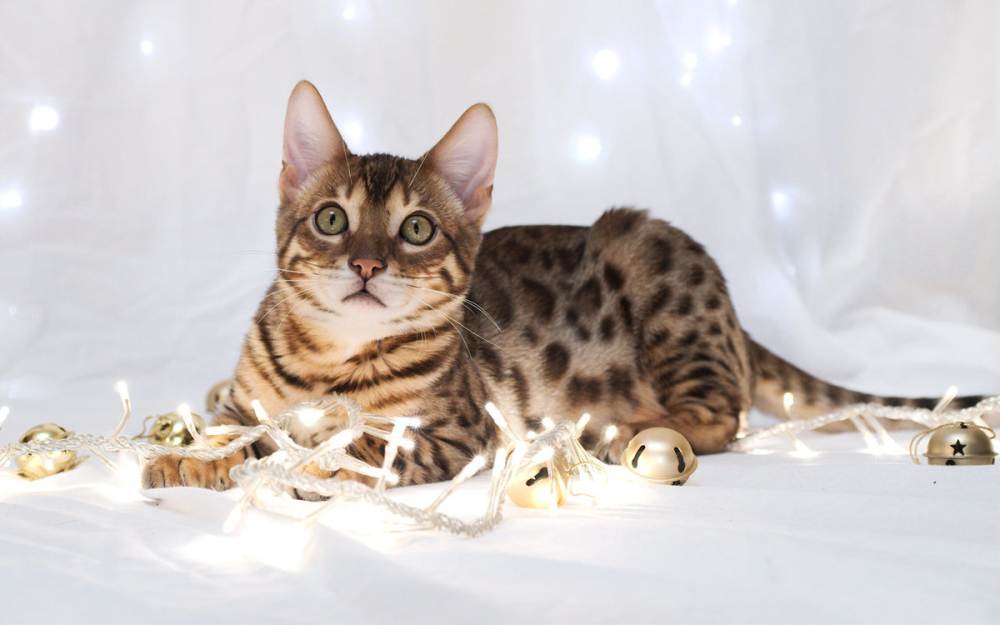 Бенгальская кошка леопардового окраса: характер и описание породы, сколько стоит котенок?