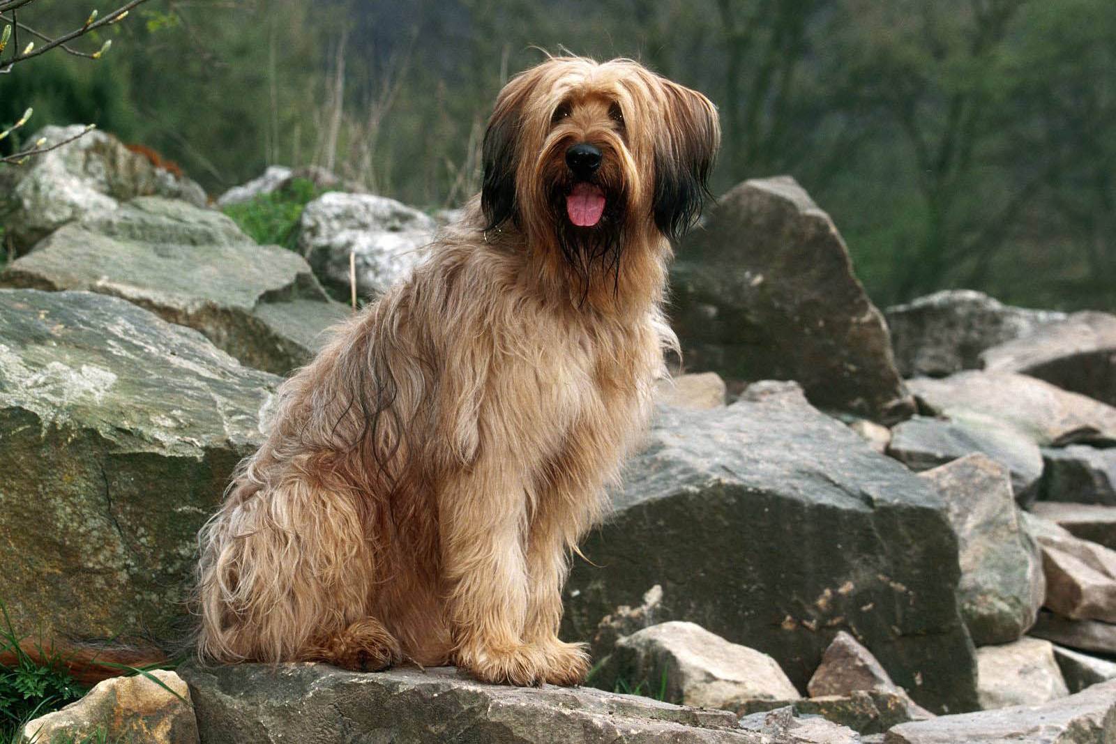 Порода собак бриар - французская овчарка