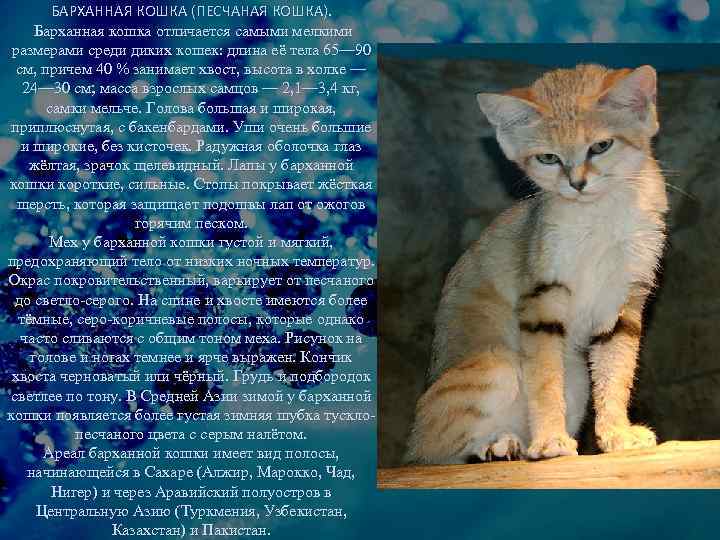 Описание породы барханная кошка
