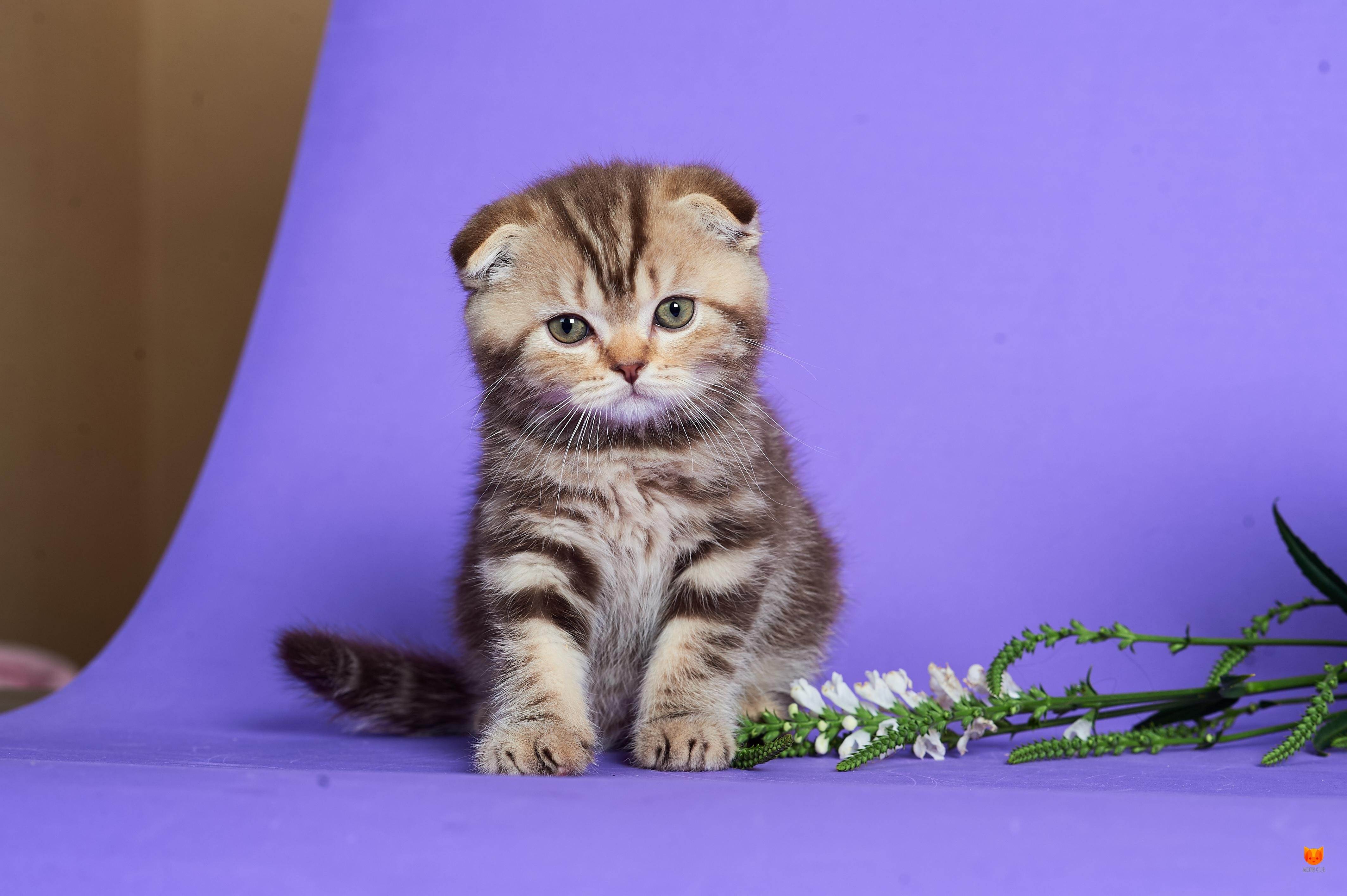 Вислоухая кошка скоттиш фолд: характер, особенности, описание породы, окрас, фото, отзывы владельцев