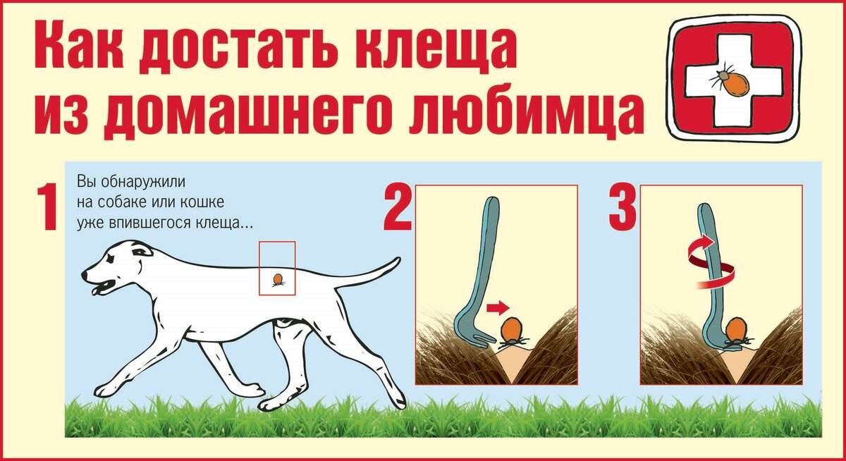 ❶ 8 безопасных способы вытащить клеща у собаки