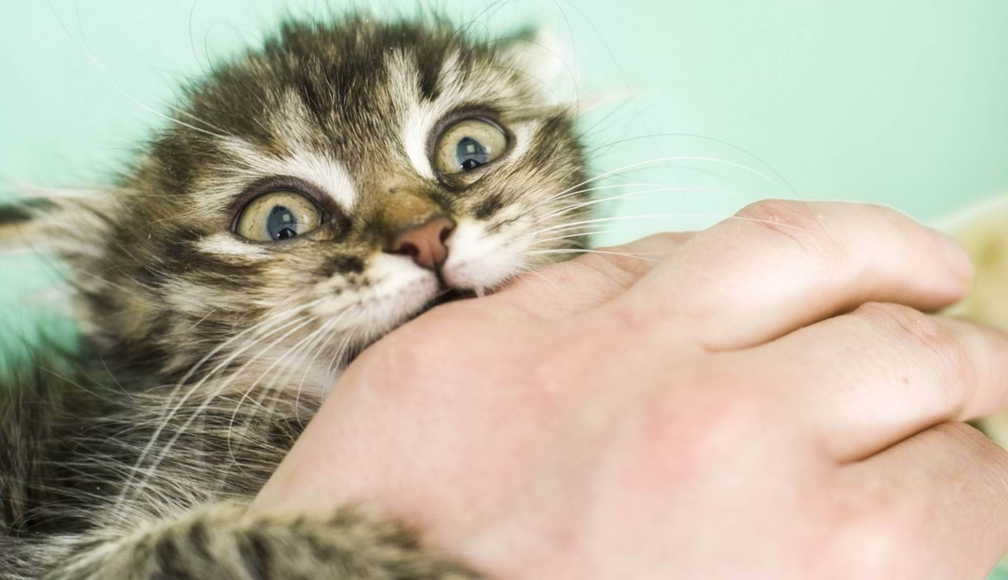 12 советов как отучить котёнка царапаться и кусаться