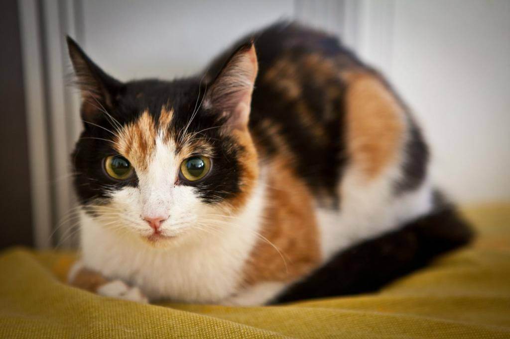 Трёхцветная кошка: приметы - к счастью ли держать в доме?