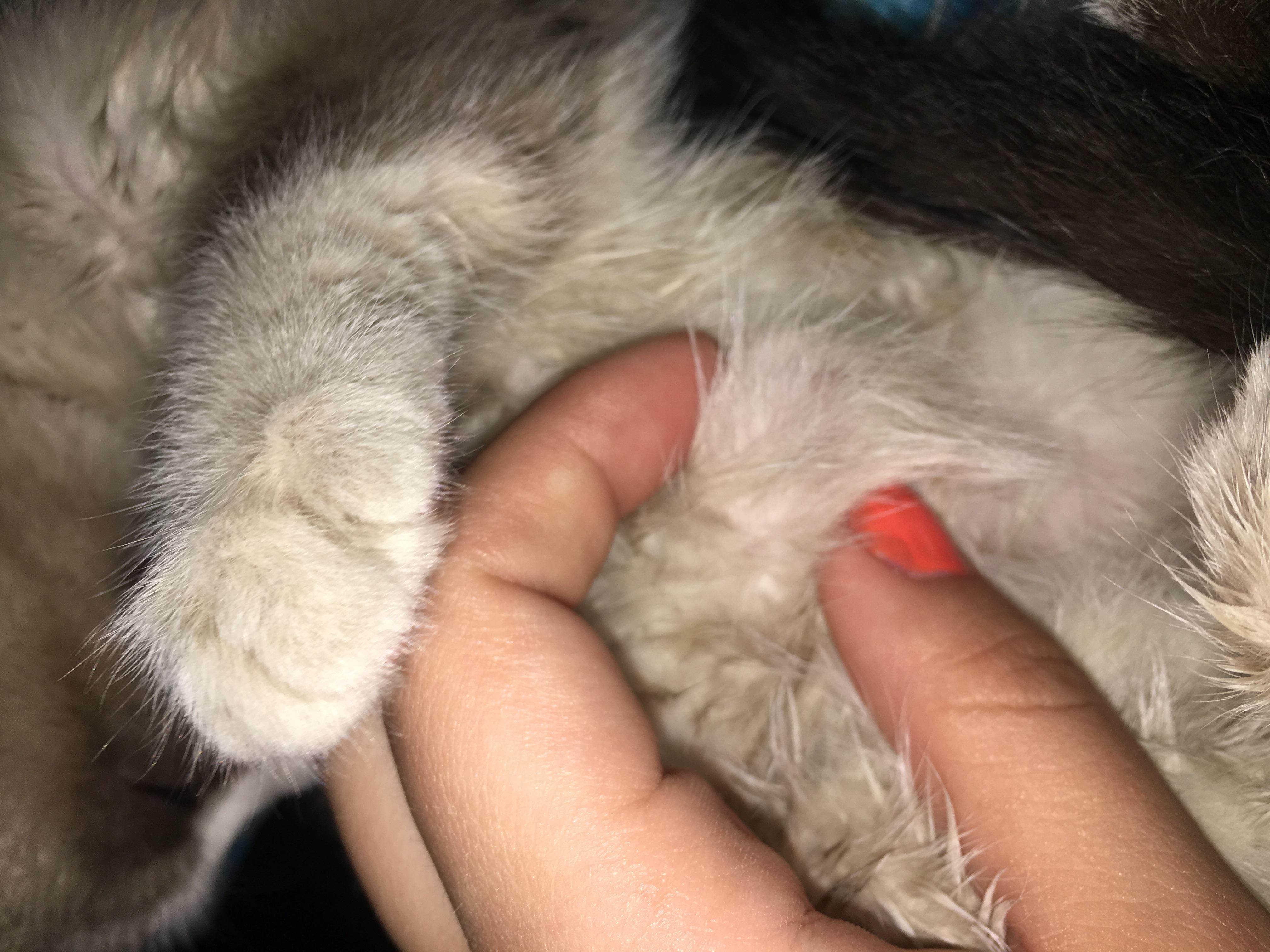 У кота шишка на спине под кожей - причины и лечение