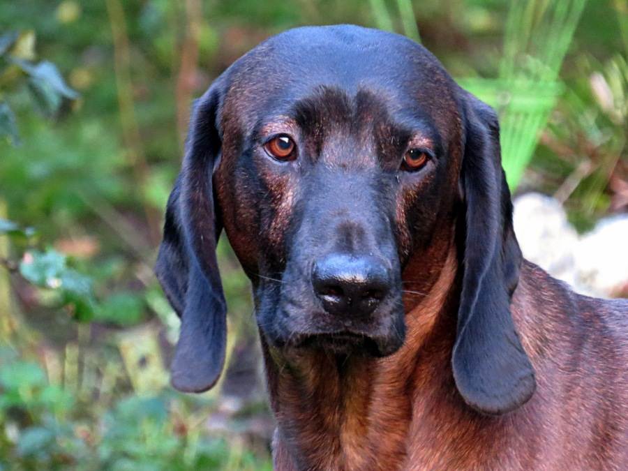Описание породы собак баварская горная гончая: характер, уход, предназначение