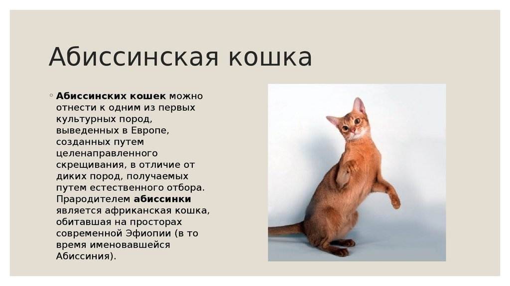 Абиссинские кошки - какие они? характер и поведение | abytriss.com