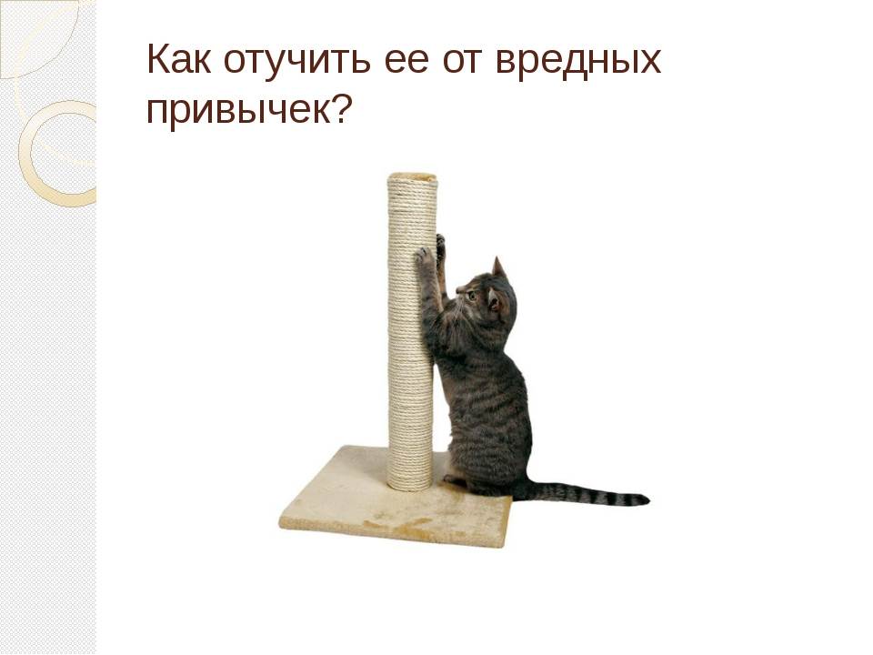 Как отучить кошку драть обои и мебель? | блог ветклиники "беланта"