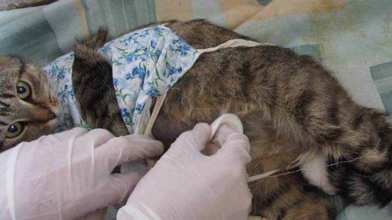 Как ухаживать за кошкой после стерилизации