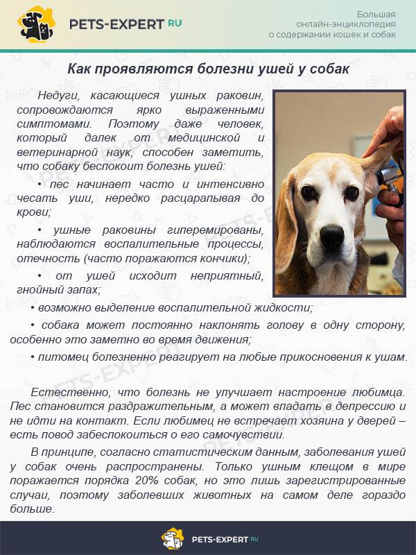 Без боли и капризов: подробная инструкция как чистить уши собаке