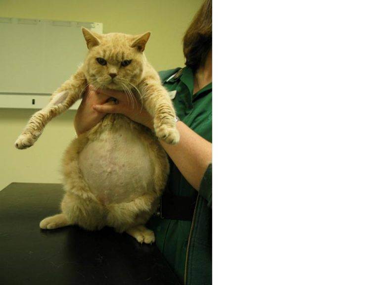 Вирусный перитонит у кошек: симптомы, диагностика, лечение