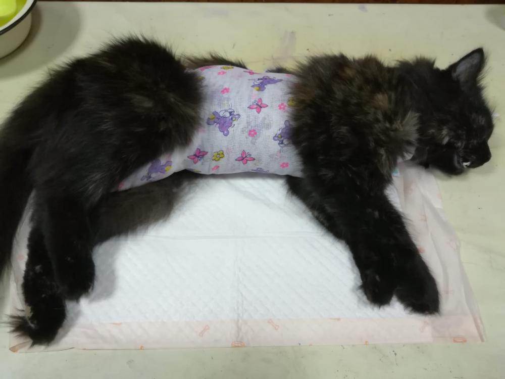 Уход за кошкой после стерилизации: советы ветеринара, питание