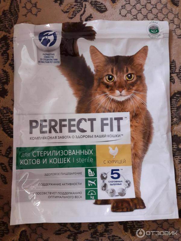 Чем кормить кастрированных котов: правила кормления