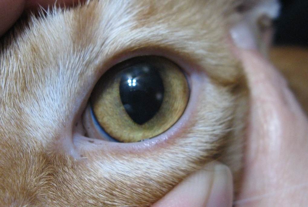 Лечение кератита у кошек
