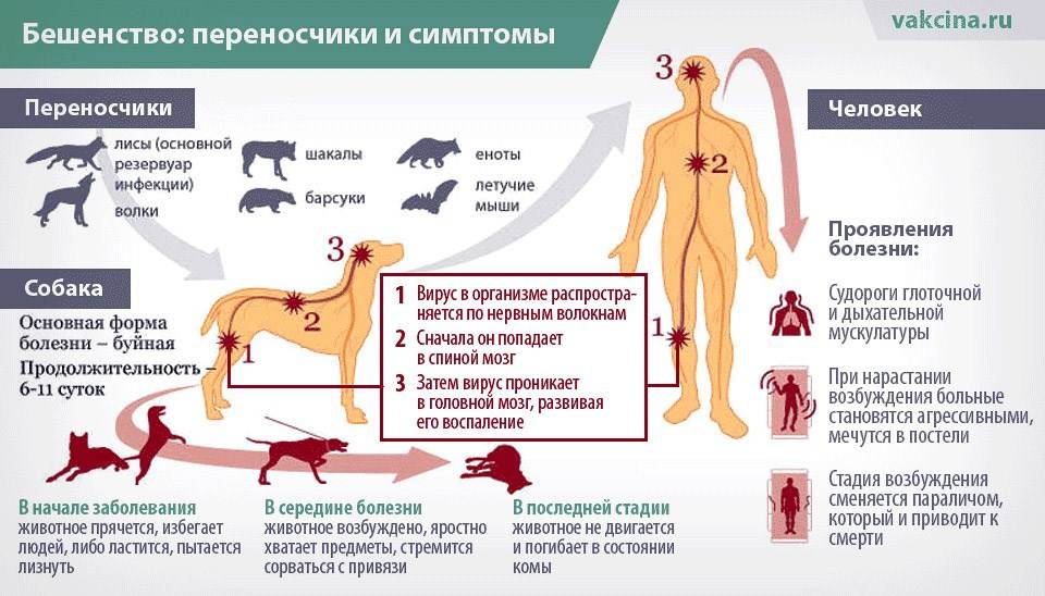 Чем можно заразиться от кошки человеку - список и описание болезней