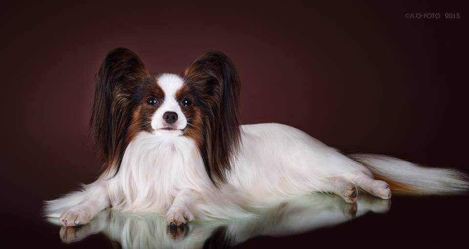 Собака папильон: особенности породы, характера, воспитания