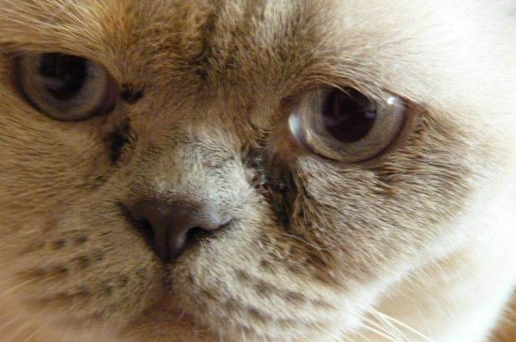 Выделение из глаз у кошки темного цвета. коричневые выделения из глаз у кошки: причины, лечение, профилактика