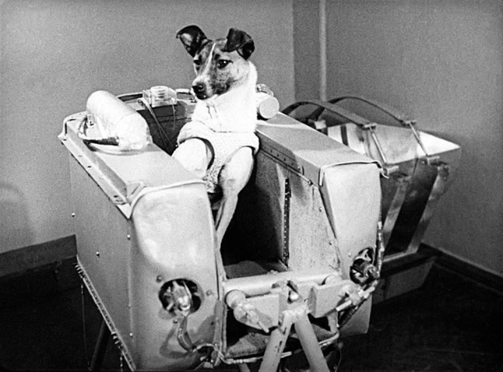 Белка и стрелка – первые собаки в космосе: подготовка, полет, итог