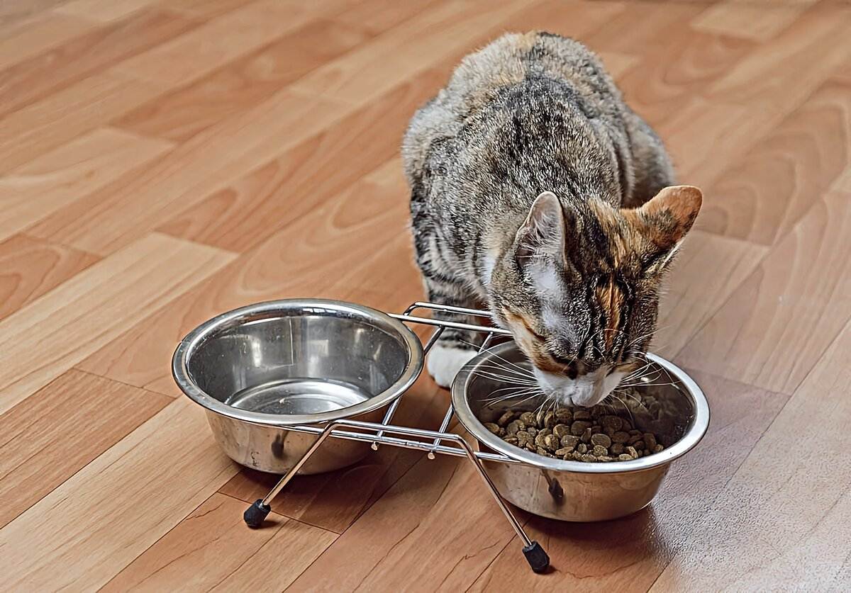 Как заставить кота пить больше воды