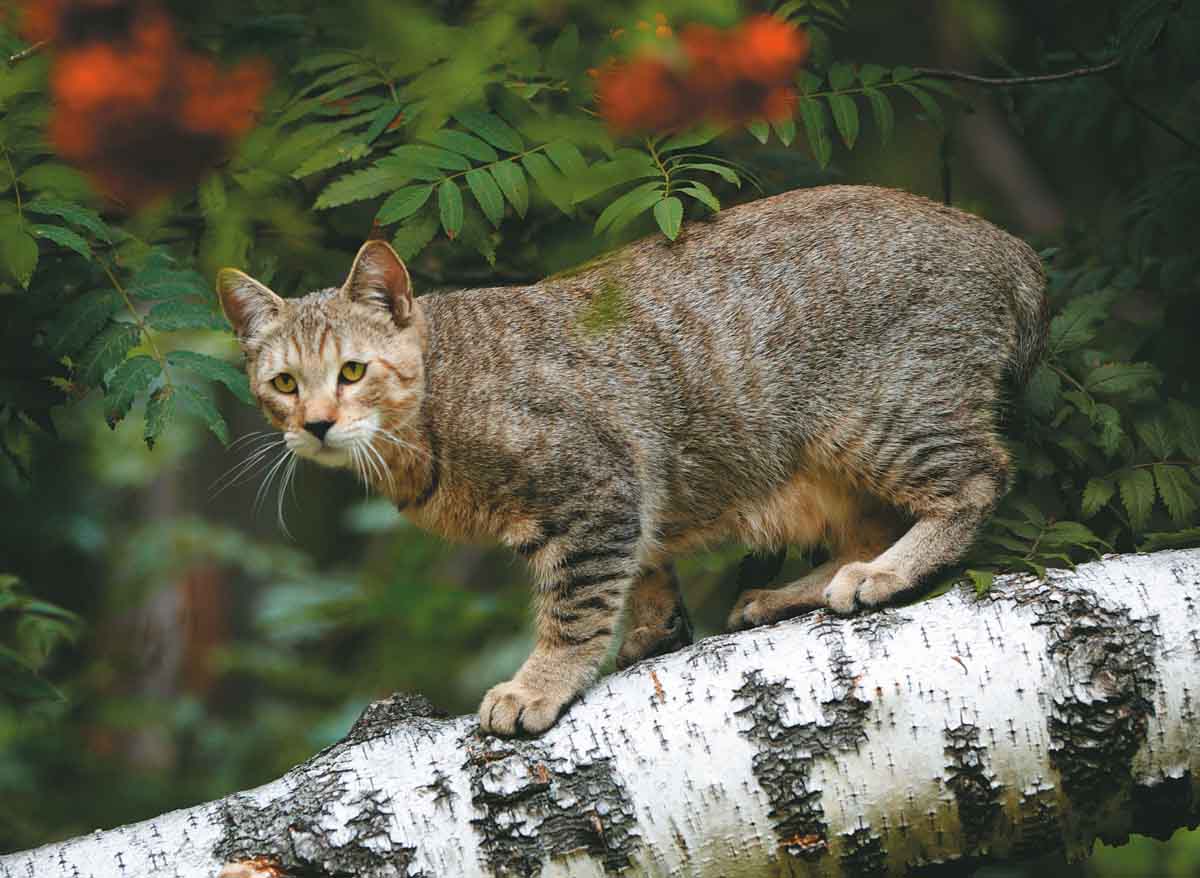 Пиксибоб кошка: описание породы, характер, уход и кормление
