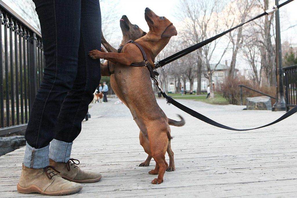Как отучить собаку прыгать на людей при встрече