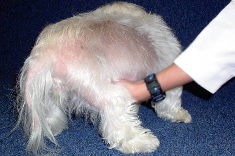 Блошиный дерматит у собак: симптомы и лечение, фото