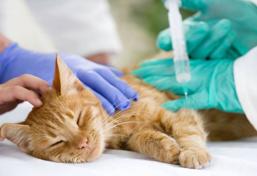 Как усыпляют кошек в домашних условиях – эвтаназия в клинике