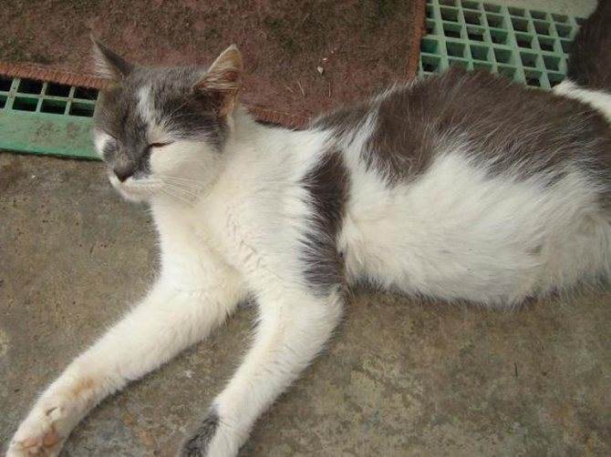 Асцит у кошек: причины, симптоматика, диагностика меры, лечение и профилактика | блог ветклиники "беланта"