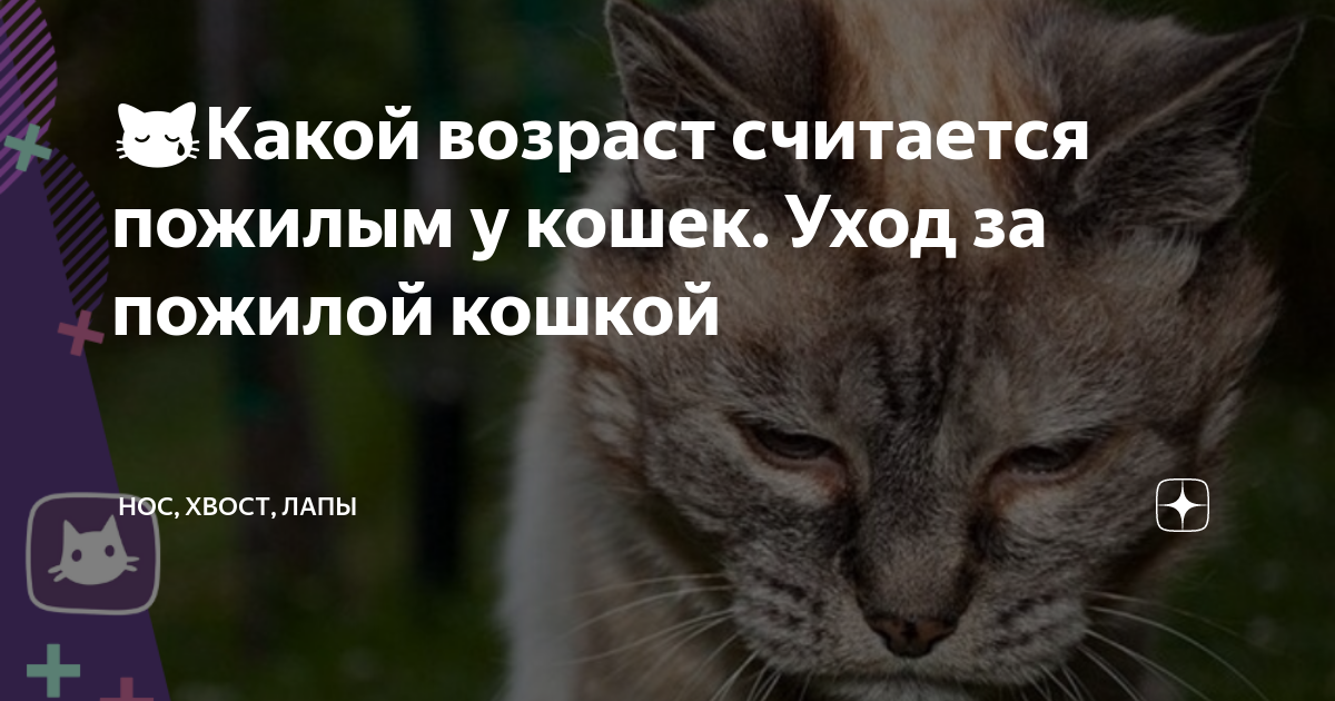 Советы по облегчению жизни для вашей пожилой кошки - gafki.ru