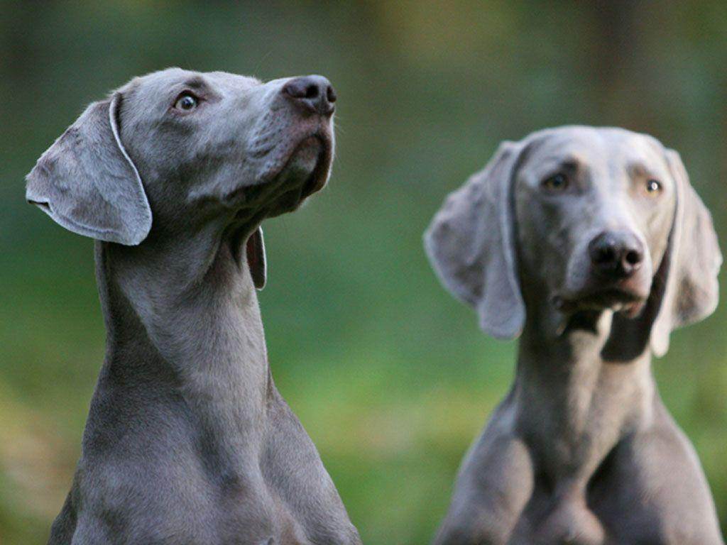 Веймарский легавый: описание, характер, уход, фото | все о собаках