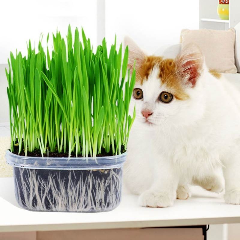 Почему кошки едят траву: 5 возможных причин, выращивание травы дома, полезные и вредные растения