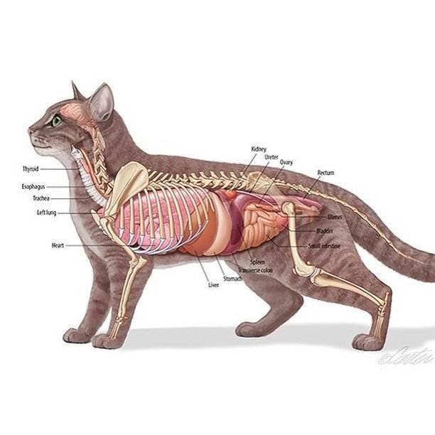 Анатомия кошек - внутренние органы кошек - kisa.su