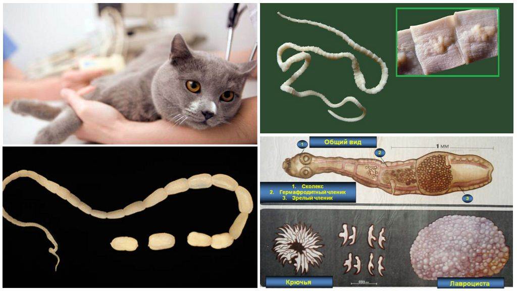 Как выглядят глисты у кошек: виды паразитов
