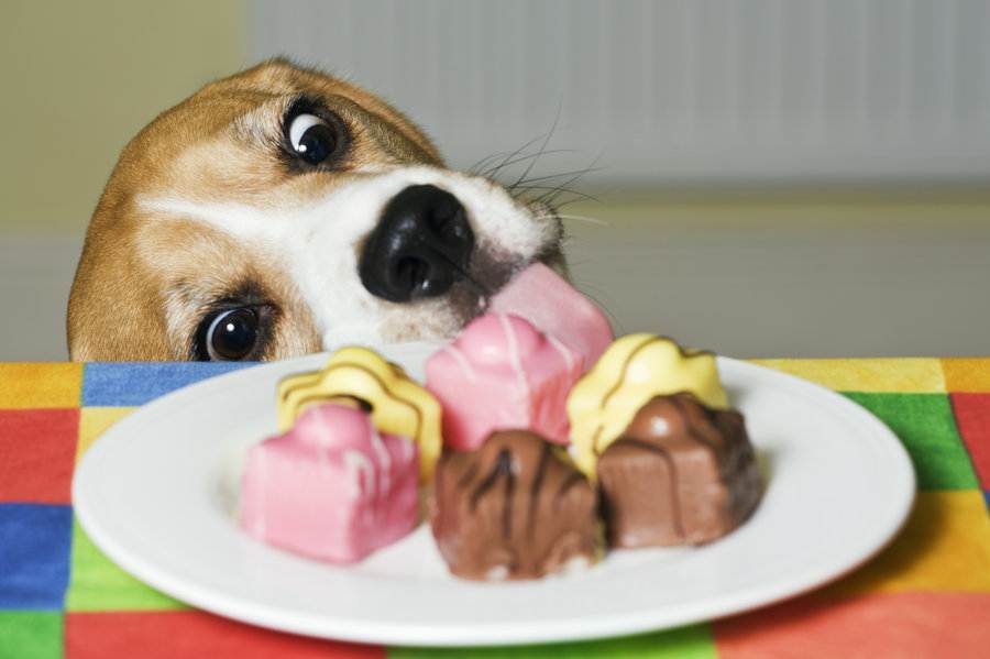 Почему нельзя давать собакам шоколад и конфеты | dogkind.ru