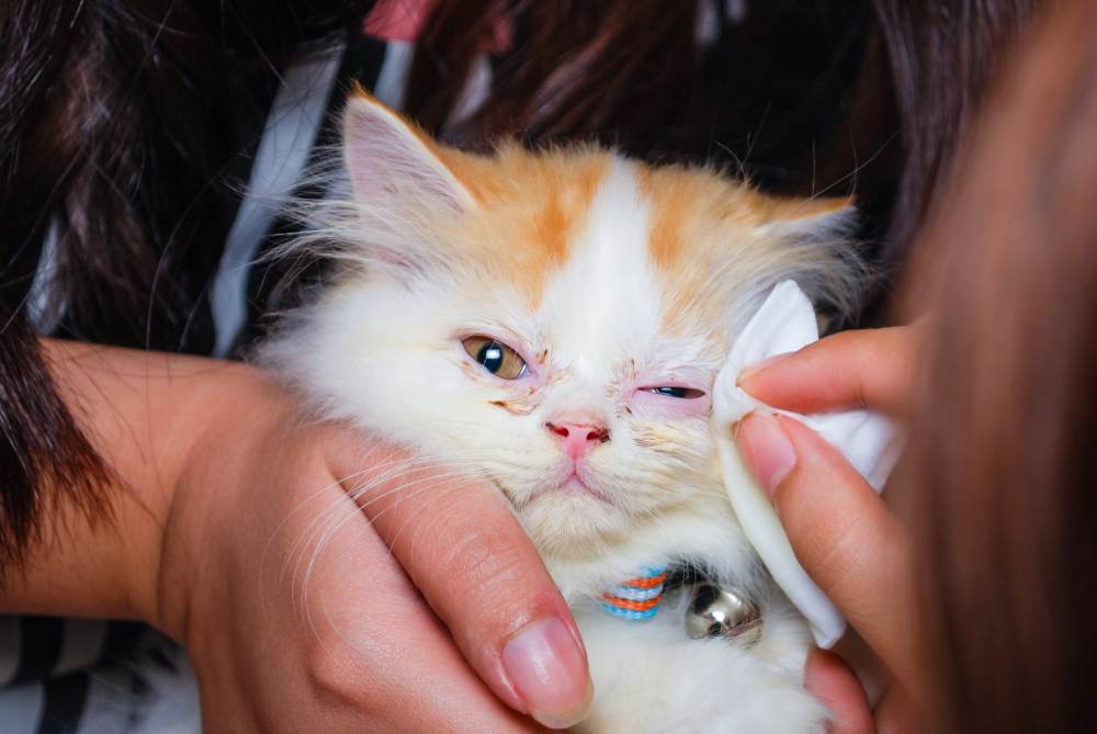 Что делать, если у котенка гноятся глаза? лечение нагноения глаз у котят каплями, мазями, народными средствами. гноятся глаза у котенка: причины, лечение, отзывы