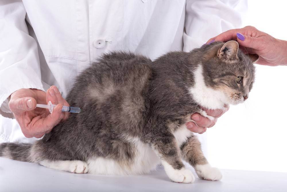 Как усыпить кошку в домашних условиях самому: показания, препараты для безболезненного усыпления