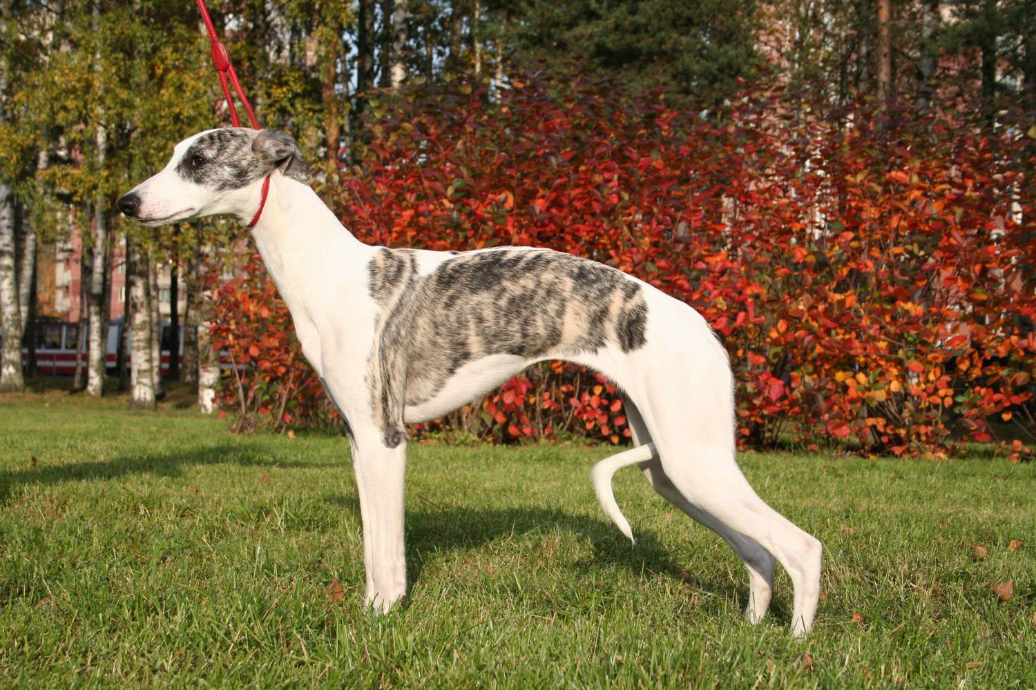Грейхаунд – английская порода охотничьих собак