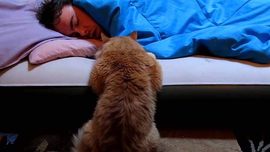 Советы как отучить кота будить по ночам