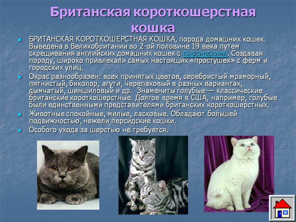 ᐉ американская жесткошерстная кошка - описание пород котов - ➡ motildazoo.ru