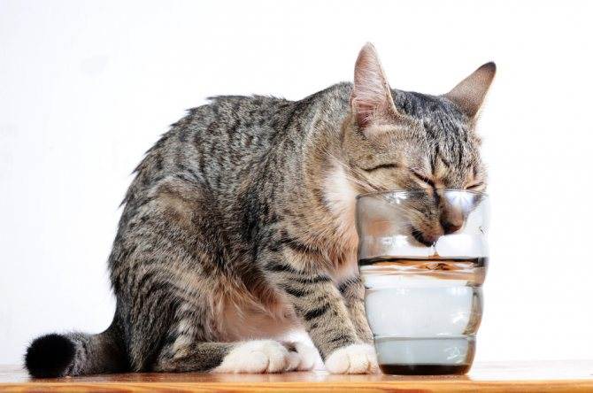 Кот не ест днем, 3 дня, неделю: причины, отзывы, что делать? сколько дней кот может не есть?