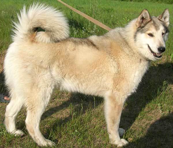 Лайка собака: описание породы, разновидность, фото, характеристика