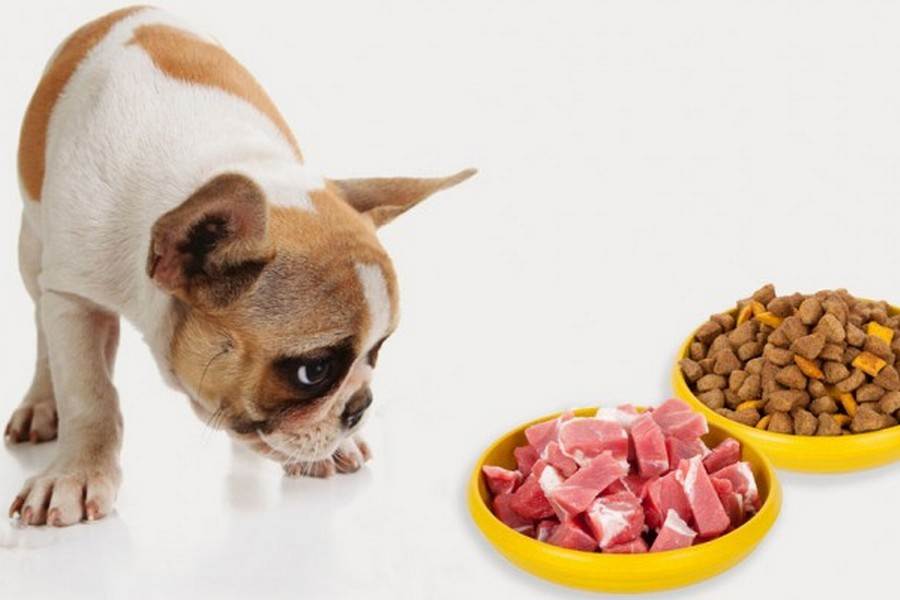 Почему собака плохо ест и что делать владельцуветлечебница рос-вет