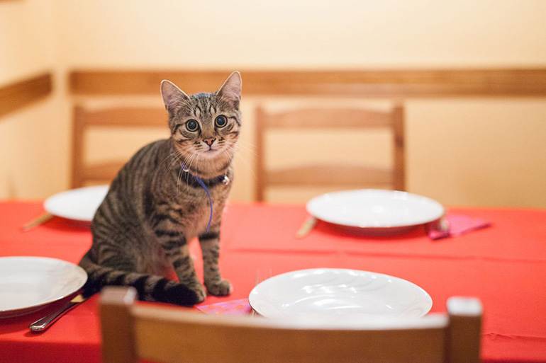 Как быстро отучить кошку лазить на кухонный стол: эффективные способы воспитания котенка