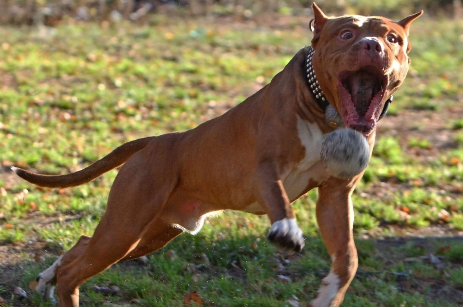 Бойцовские собаки: топ-10 популярных боевых пород, от крупных до маленьких, описание и воспитание