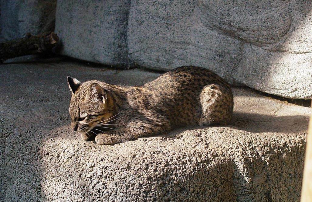 Породы диких кошек: обзор, особенности, виды и интересные факты
