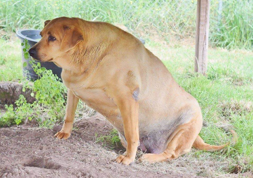 Ожирение у собак: причины и способы борьбы с лишним весом. вернём былые формы!) | мур тв